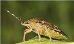 Immagine Cimice